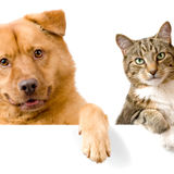 Available for Brier Creek area Weekday Dog Walking and Cat Pet Sitting.