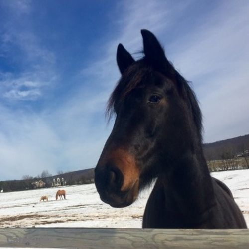 Pet Care Provider Genna G's Profile Picture