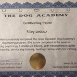 Professional Dog Trainer, Walker, Sitter