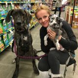 Pet lover owner of 2 dogs experienc with walking training dog sitting for Hire dog boarding