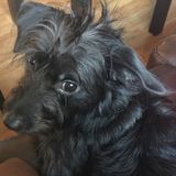 Sweet & Loving dog needs a playmate during the day