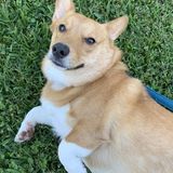 For Hire: Dedicated and Experienced Dog Trainer in Houma, Louisiana