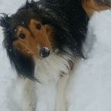 Canton Pet Sitter Searching for Job Opportunities
