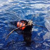 Surrey Dog Sitter Interviewing- Friendly and Caring!