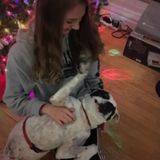 Pet Sitter