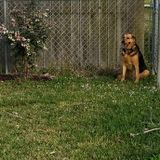 Consistent Dog walker/in Fort Pierce area, Hutchinson Island Florida