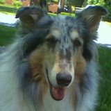 Handsome Sweet Elderly Colle Gent Requires In-Home Care/House Watching in Steele Creek/Carowinds area.