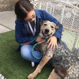 Caring Pet Sitter in Buckeye