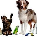 Excellent Pet Care Provider Available Today.