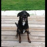 Lost job looking for anything to help out.