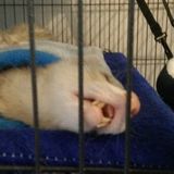 Searching for Great Pet Sitter