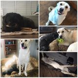 Kwe/Hi/Bonjour, I am offering dog walking, pet sitting, and overnight care