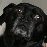 Polite Dog Sitter in Stoney Creek