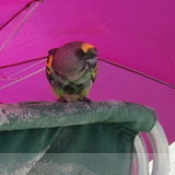 Looking for Bird Boarding/Sitter