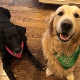 Trustworthy Pet Care Provider in Englewood, Florida
