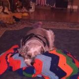 Dog sitting