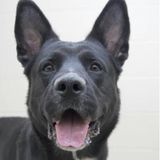 Wanted: Indianapolis, Indiana Dog Trainer
