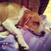 Pet Sitter
