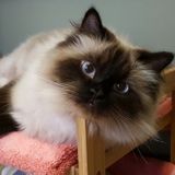 Pet Care Provider Wanted in Detroit