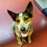 Consistent Pet Supervisor Available Immediately