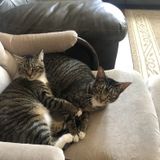 Overnight/boarding for 2 loving cats