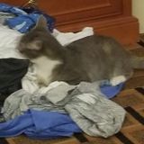 Caring cat Boarding Wanted Immediately