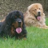 Confident pet sitter needed for 9 big furballs and 2 little furballs.