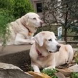 Reliable House Sitting Service Provider in Lenexa