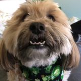 Overnight Pet/ house sitting