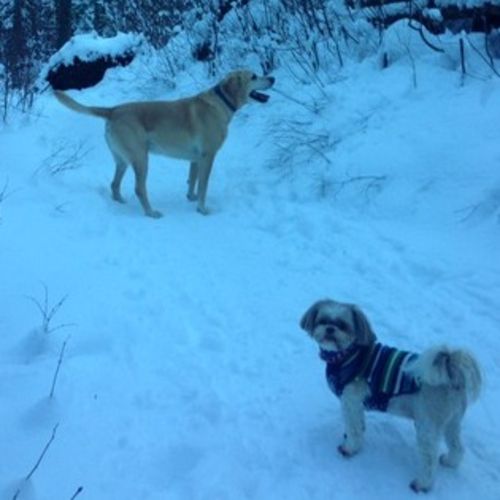 Pet Care Job Lisa S's Profile Picture