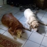 Experienced and Compassionate Full Service Pet Care Provider