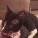 Kat's Cat Sitting Service