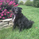 Wanted: My dog will enjoy walking (you)...slowly & gently!