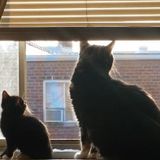 Skillful & Knowledgeable Pet Provider & Owner in Rye