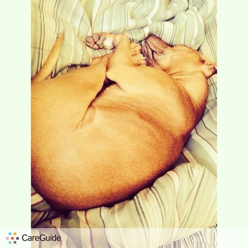 Pet Care Provider Katie L's Profile Picture
