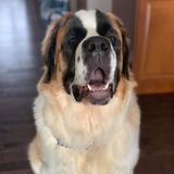 Offering pet sitting services!