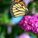 Let me help you make your garden your oasis!
