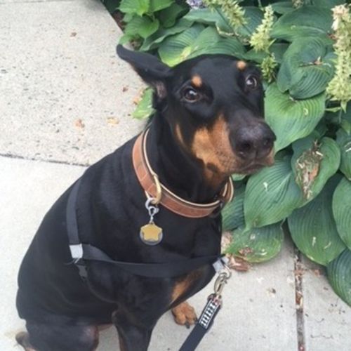 Pet Care Job Benjamin Weisman's Profile Picture