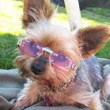 Pet sitter
