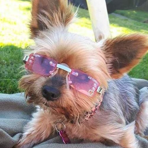 Pet Care Provider Nicole C's Profile Picture