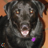 Pet Sitting and Dog Boarding