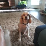 Pet Sitting Needed ASAP!