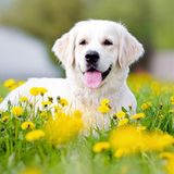 Interviewing For Montreal Animal Caregiver, Quebec Jobs