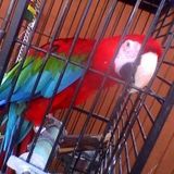 Dependable Bird - Dog & Small Animal Sitter