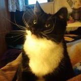Available: Dedicated Cat Sitting Professional in Hellertown, Pennsylvania