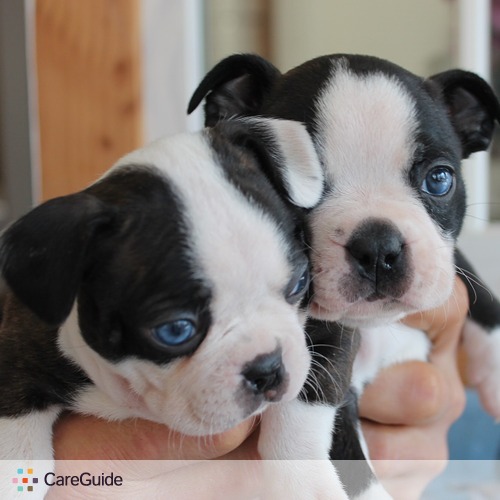 pet sitter east hampton, ct