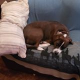 For Hire: Pet sitter big or small in Placerville an surrounding area