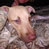 Consistent Pet Sitter who loves all animals. I provide all services that may be required as well as extra loving attention!