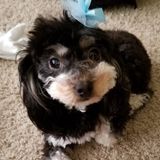 Available: Knowledgeable Pet Carer in Modesto, California