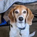 Wonderful Animal Lover for Hire
